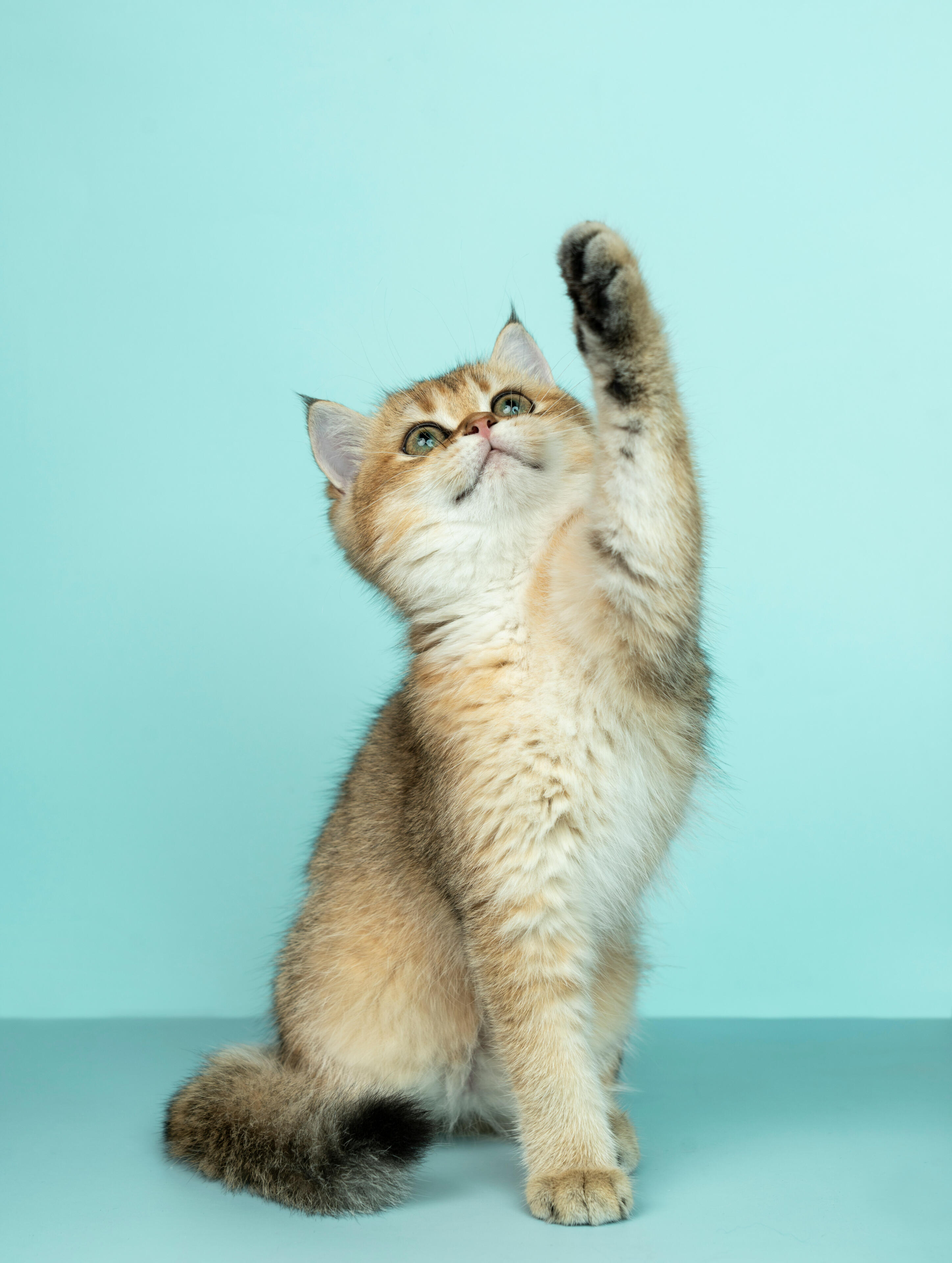Foto cálida y amigable de un gato