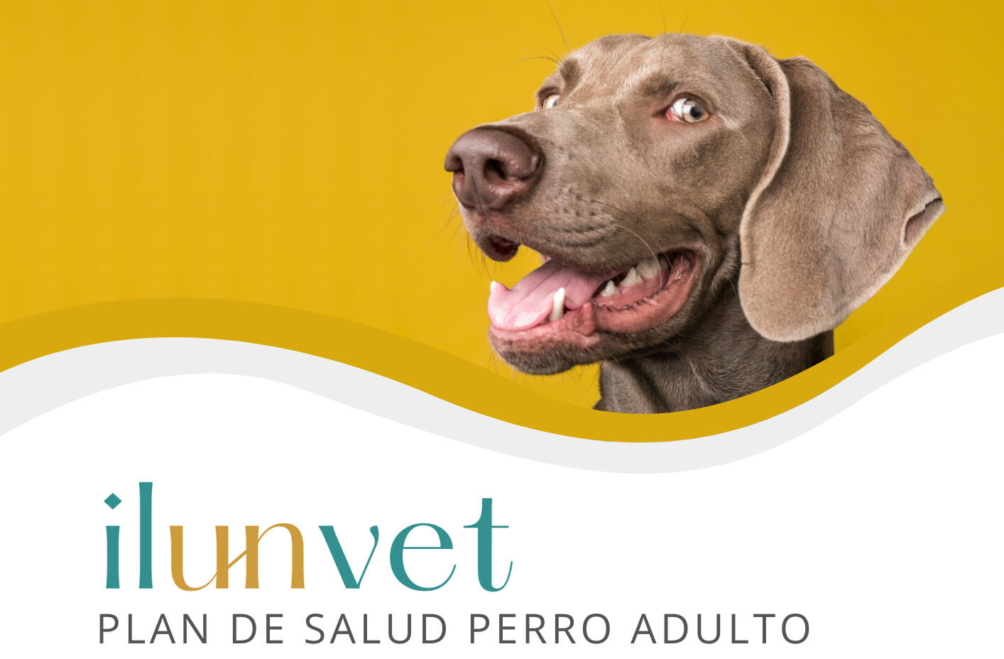 Foto cálida y amigable de un gato