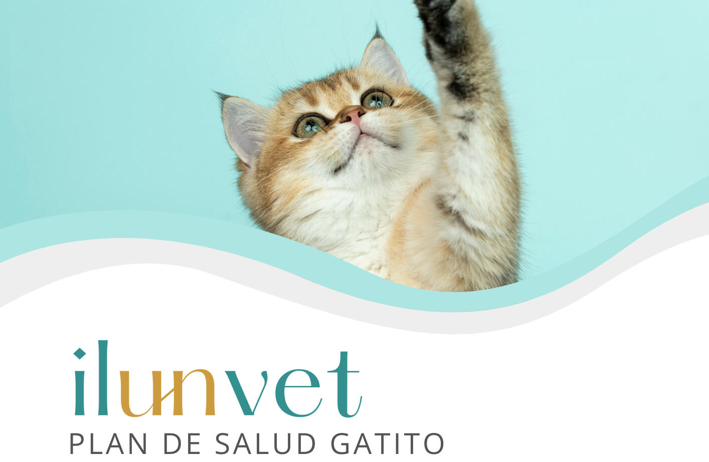 Foto cálida y amigable de un gato