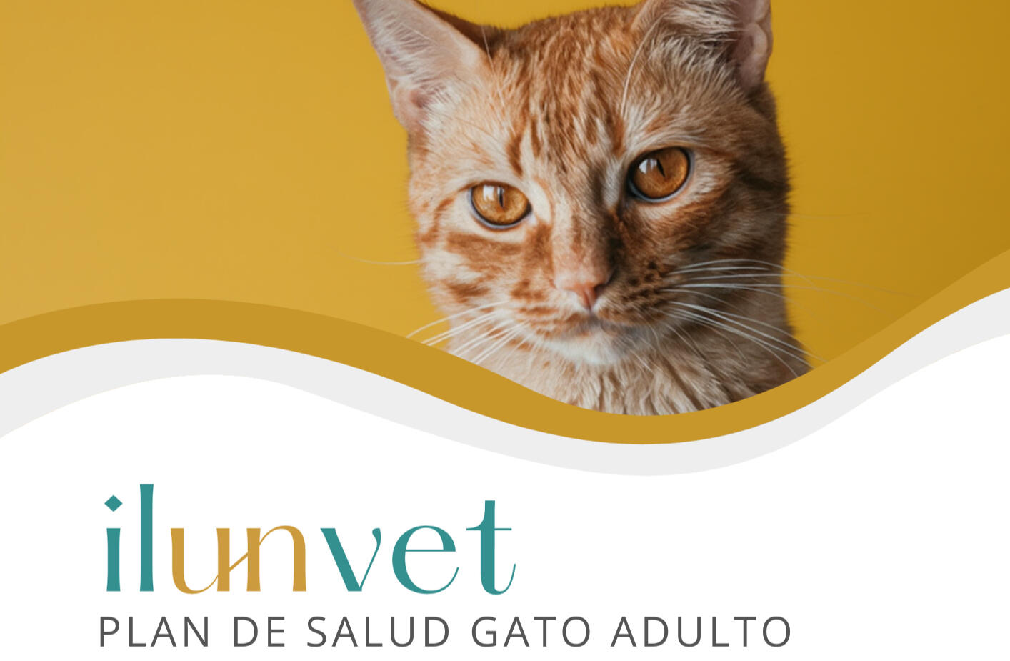 Foto cálida y amigable de un gato